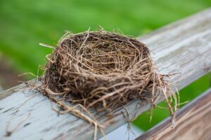 nest, bird, empty